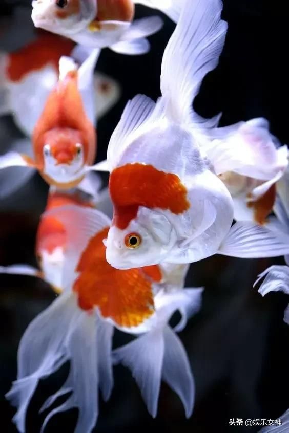 拼多多直播功能上线了吗？带你探索全新的购物体验