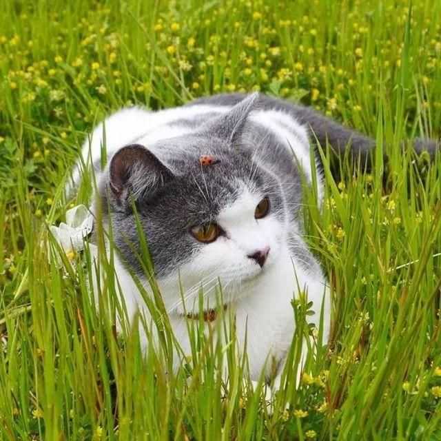 一只喵妙趣横生的旅行故事 一只喵妙趣横生的旅行故事