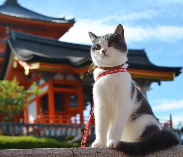 一只喵妙趣横生的旅行故事 一只喵妙趣横生的旅行故事