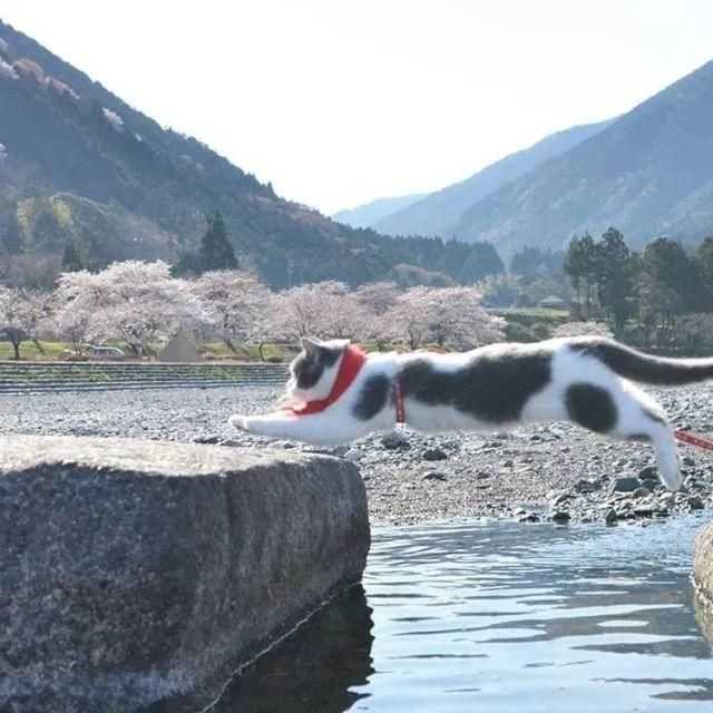 一只喵妙趣横生的旅行故事 一只喵妙趣横生的旅行故事