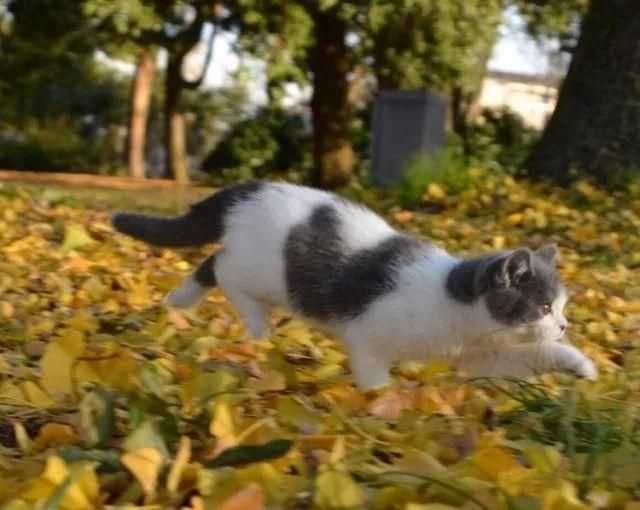 一只喵妙趣横生的旅行故事 一只喵妙趣横生的旅行故事