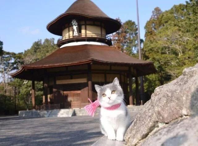 一只喵妙趣横生的旅行故事 一只喵妙趣横生的旅行故事