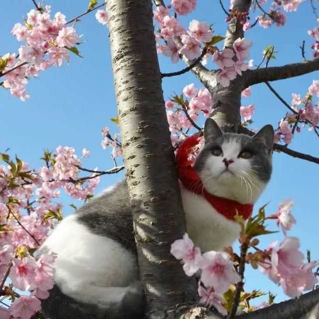 一只喵妙趣横生的旅行故事 一只喵妙趣横生的旅行故事