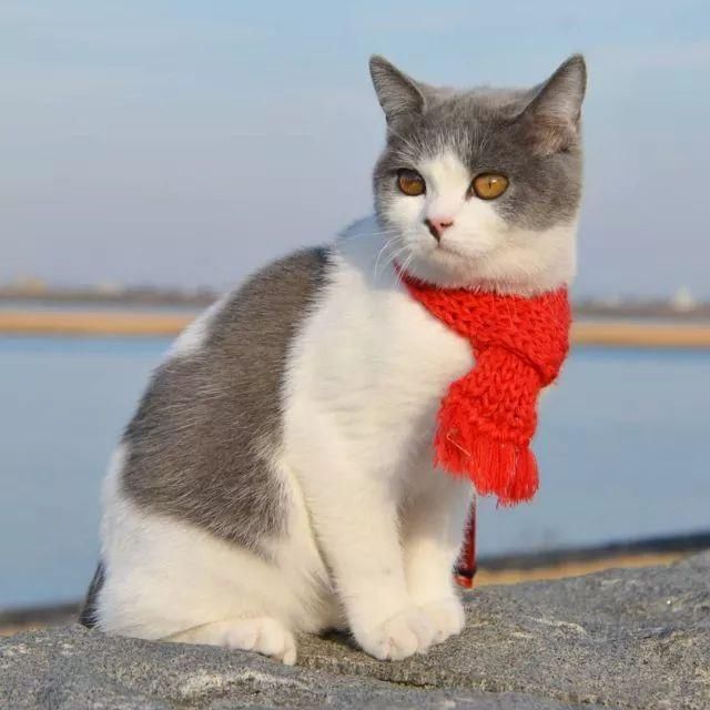 一只喵妙趣横生的旅行故事 一只喵妙趣横生的旅行故事