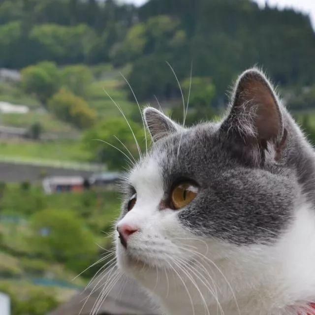 wps广告投放有哪些案例? wps广告投放有哪些案例?