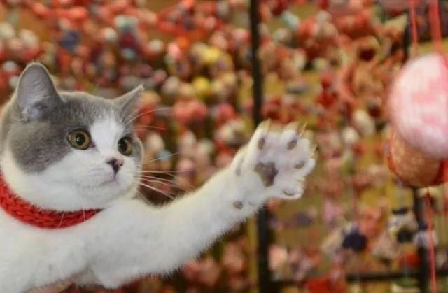 一只喵妙趣横生的旅行故事 一只喵妙趣横生的旅行故事