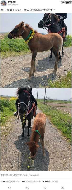 甜粽和咸肉粽要打起来了 | 冷段子1830