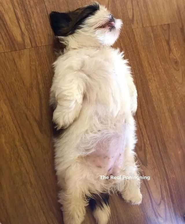 一只喜欢躺着睡觉的汪，俘获了无数人的心