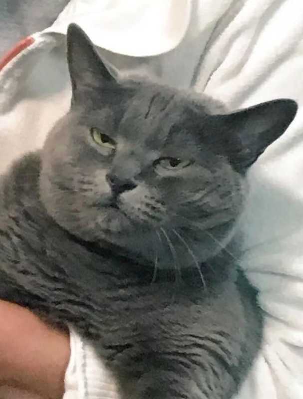 一只喜欢躺着睡觉的汪，俘获了无数人的心