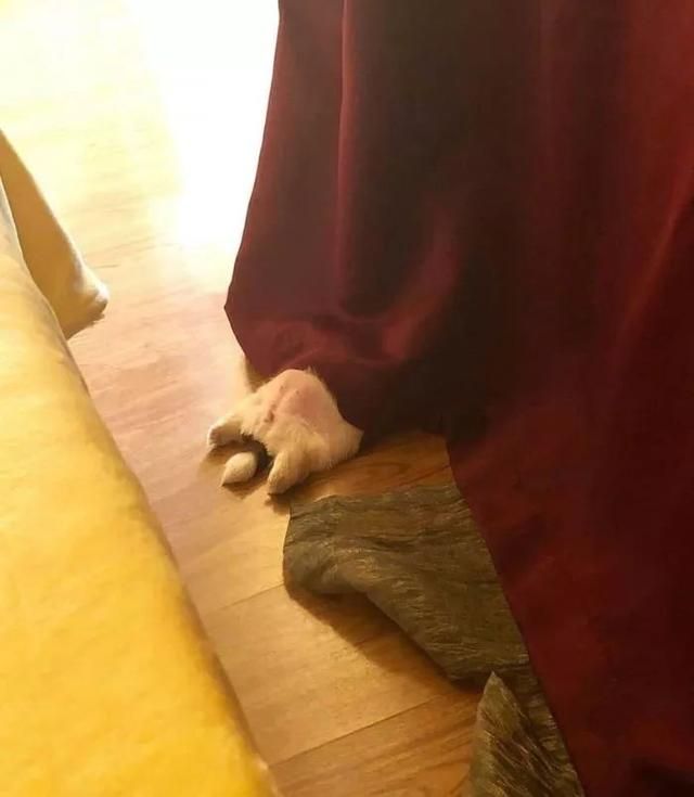 一只喜欢躺着睡觉的汪，俘获了无数人的心