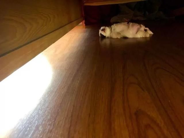 一只喜欢躺着睡觉的汪，俘获了无数人的心