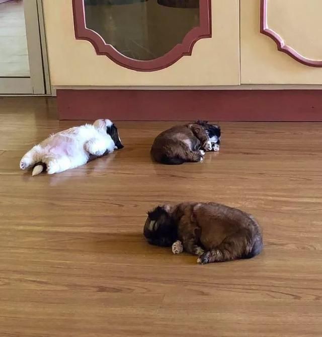 一只喜欢躺着睡觉的汪，俘获了无数人的心