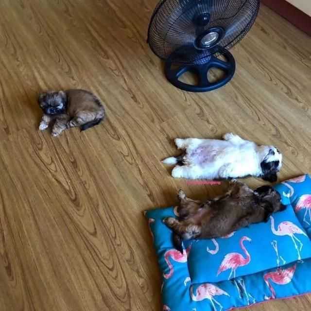 一只喜欢躺着睡觉的汪，俘获了无数人的心