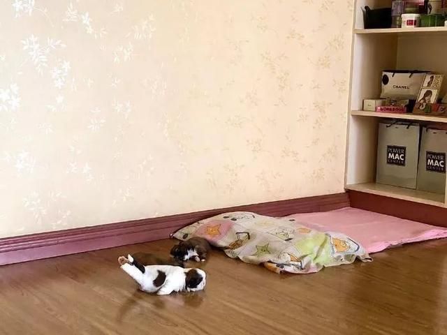 一只喜欢躺着睡觉的汪，俘获了无数人的心