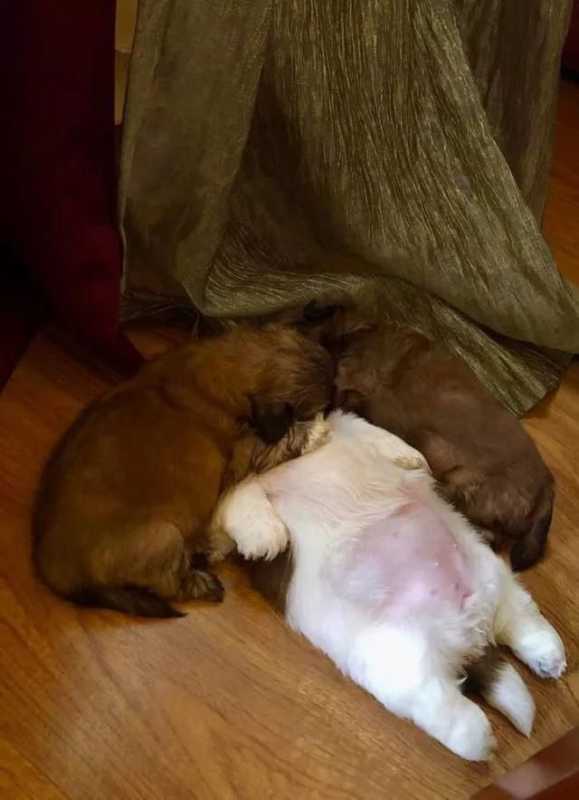 一只喜欢躺着睡觉的汪，俘获了无数人的心