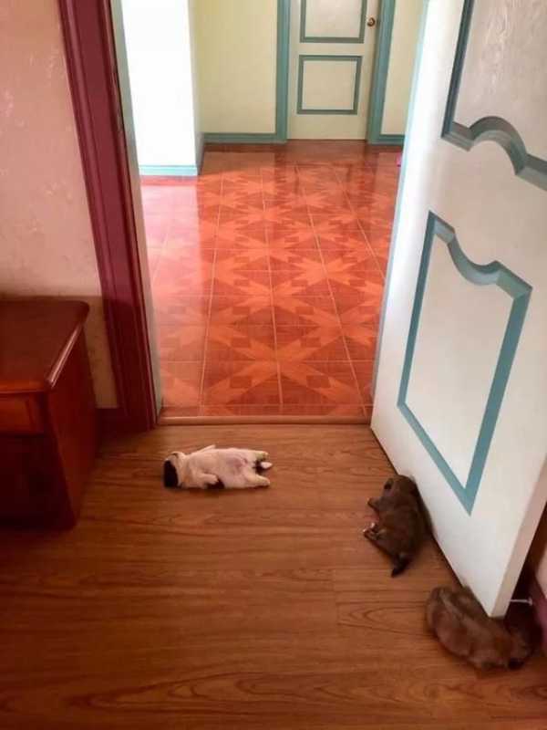 一只喜欢躺着睡觉的汪，俘获了无数人的心