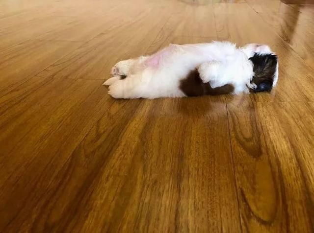 一只喜欢躺着睡觉的汪，俘获了无数人的心