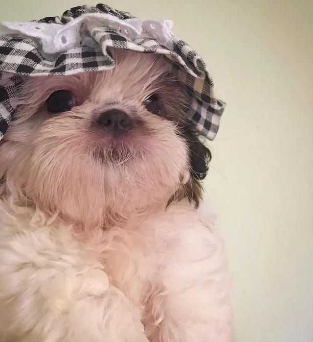 一只喜欢躺着睡觉的汪，俘获了无数人的心