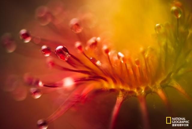 小心,这种植物会偷吃 小心,这种植物会偷吃