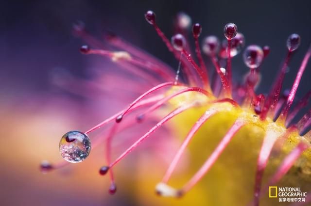 小心,这种植物会偷吃 小心,这种植物会偷吃