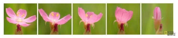 小心,这种植物会偷吃 小心,这种植物会偷吃