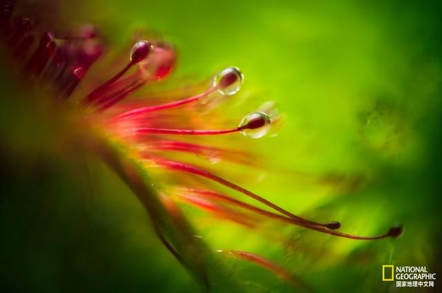 小心,这种植物会偷吃 小心,这种植物会偷吃