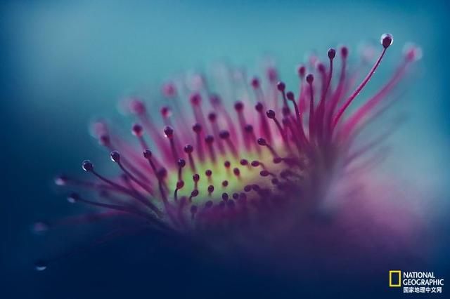 小心,这种植物会偷吃 小心,这种植物会偷吃