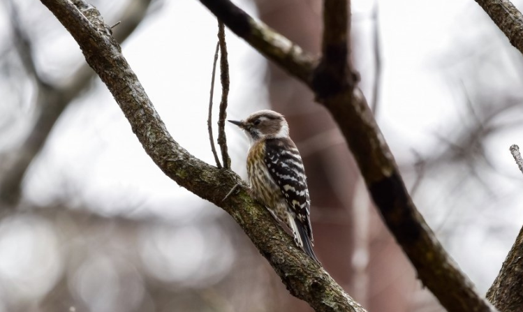 雅虎信息流推广怎么做?雅虎现在跑卖车成本多少? 雅虎信息流推广怎么做?雅虎现在跑卖车成本多少?