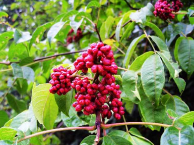 网易有道广告电话是多少?广告颜色会更好地流动。 网易有道广告电话是多少?广告颜色会更好地流动。