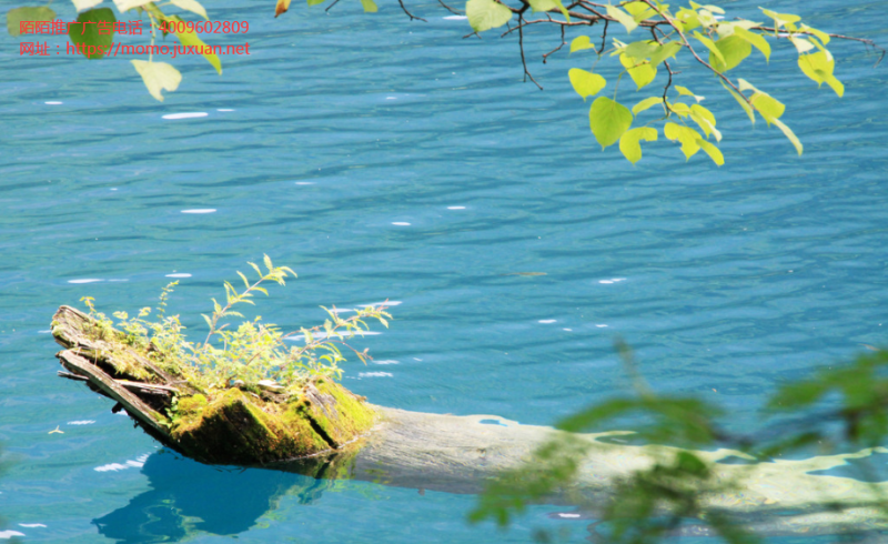 陌陌的付费用户猛增，背后的运营增长逻辑是什么？