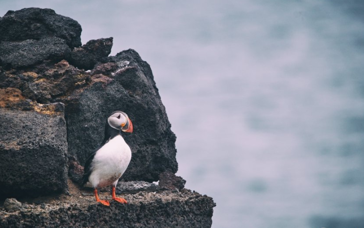 陌陌现在跑二类电商返点多少?陌陌跑企业管理返点多少? 陌陌现在跑二类电商返点多少?陌陌跑企业管理返点多少?