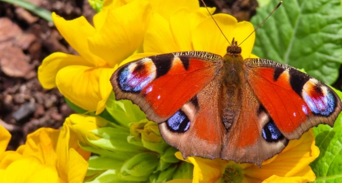 陌陌广告账户开通需要多少钱呢？陌陌现在跑剪纸成本需要多少钱？