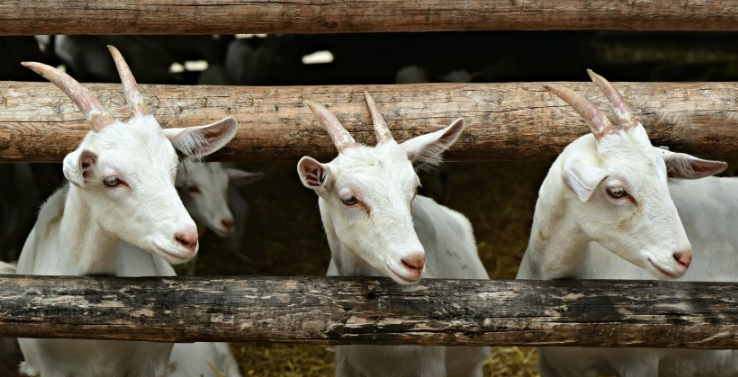 陌陌广告账户开通需要多少钱呢？陌陌现在跑剪纸成本需要多少钱？