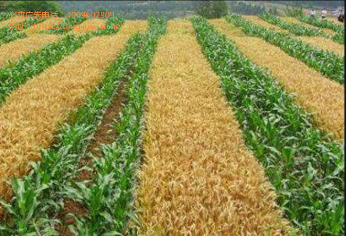 必应搜索广告流程出海企业的“助推剂” 搜索引擎广告投放指南 必应搜索广告流程出海企业的“助推剂” 搜索引擎广告投放指南