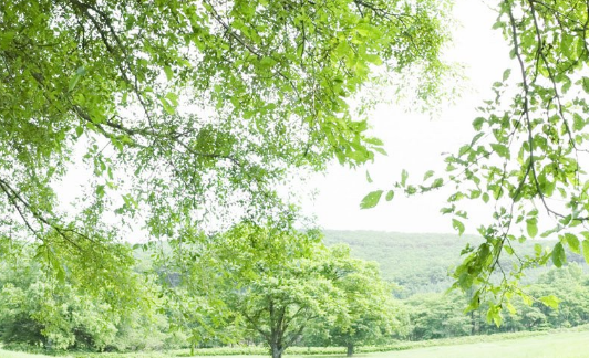 在vivo投放广告找哪家公司?他家有什么政策呢? 在vivo投放广告找哪家公司?他家有什么政策呢?