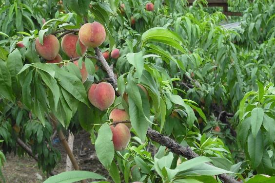 汽车行业在vivo商店广告投放效果怎么样? 汽车行业在vivo商店广告投放效果怎么样?