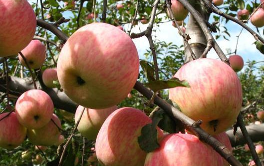 vivo信息流广告跑教育培训开户需要多少钱? vivo信息流广告跑教育培训开户需要多少钱?