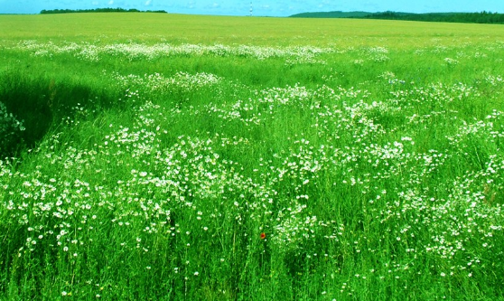在vivo投放广告为什么需要规范总则? 在vivo投放广告为什么需要规范总则?