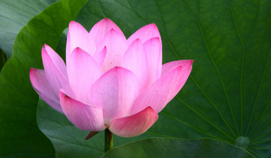 vivo商店广告重点行业投放需要什么审核要求? vivo商店广告重点行业投放需要什么审核要求?