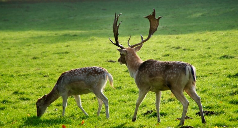 美图信息流推广账户怎么操作?美图跑皮带广告下单成本多少? 美图信息流推广账户怎么操作?美图跑皮带广告下单成本多少?