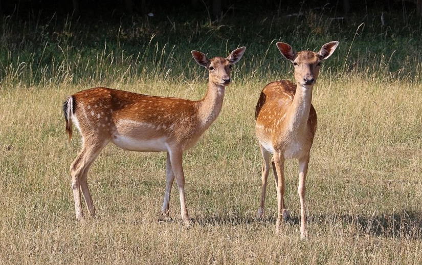 美图信息流开户怎么收费？你知道美图怎么投放广告吗？
