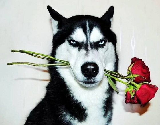 OPPO手机信息流广告展现形式有哪些?视频和故事的区别。 OPPO手机信息流广告展现形式有哪些?视频和故事的区别。