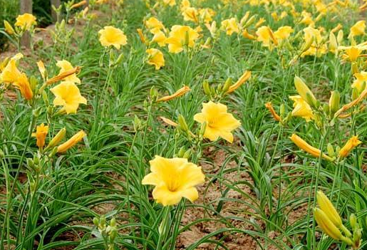 在oppo投放广告找哪家广告公司? 在oppo投放广告找哪家广告公司?