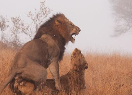 食品行业在oppo做信息流广告效果怎么样? 食品行业在oppo做信息流广告效果怎么样?