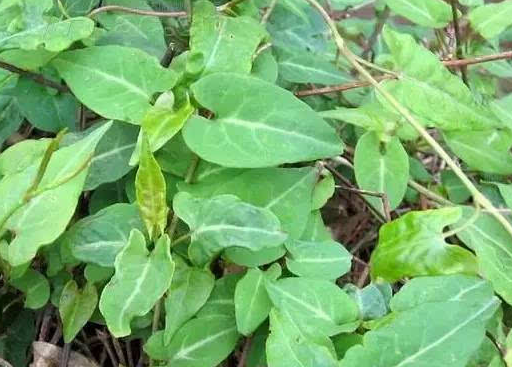 什么是oppo推广?推广有什么政策吗? 什么是oppo推广?推广有什么政策吗?