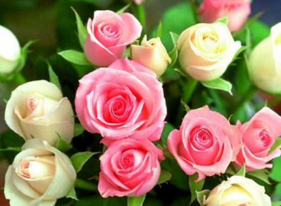 白酒跑oppo广告线本多少?在oppo商店广告有什么政策? 白酒跑oppo广告线本多少?在oppo商店广告有什么政策?