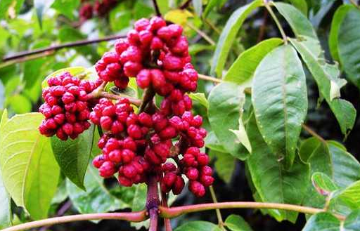 在北京oppo商店广告投放软件行业怎么开户? 在北京oppo商店广告投放软件行业怎么开户?