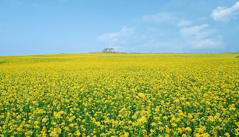 二类电商在oppo投放信息流广告怎么做? 二类电商在oppo投放信息流广告怎么做?