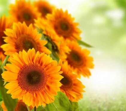 华为广告怎么开户?投放技巧 华为广告怎么开户?投放技巧