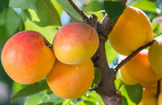 华为推广:如果不上市,可能称霸全球 华为推广:如果不上市,可能称霸全球